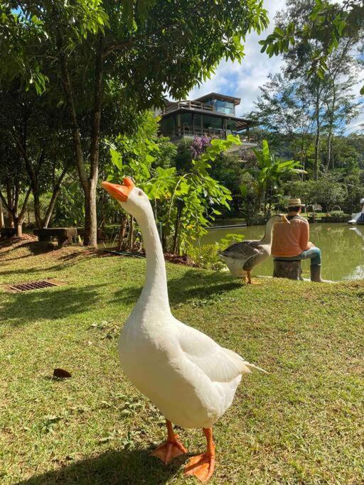 Sitio Familia Buscape @Sitiofamiliabuscape Domingos Martins Exterior foto
